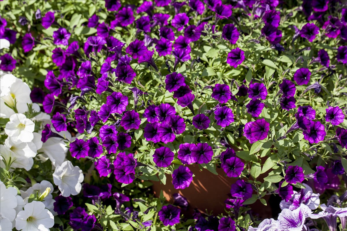 Petunia 'Littletunia'™