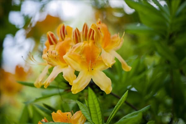 Rhododendron molle 'Anthony Koster'