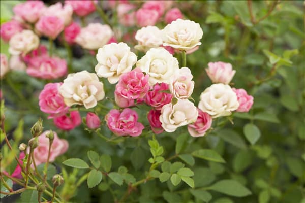 Rosa 'LillyRose™ Wonder5'